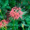 Lycoris Radiata