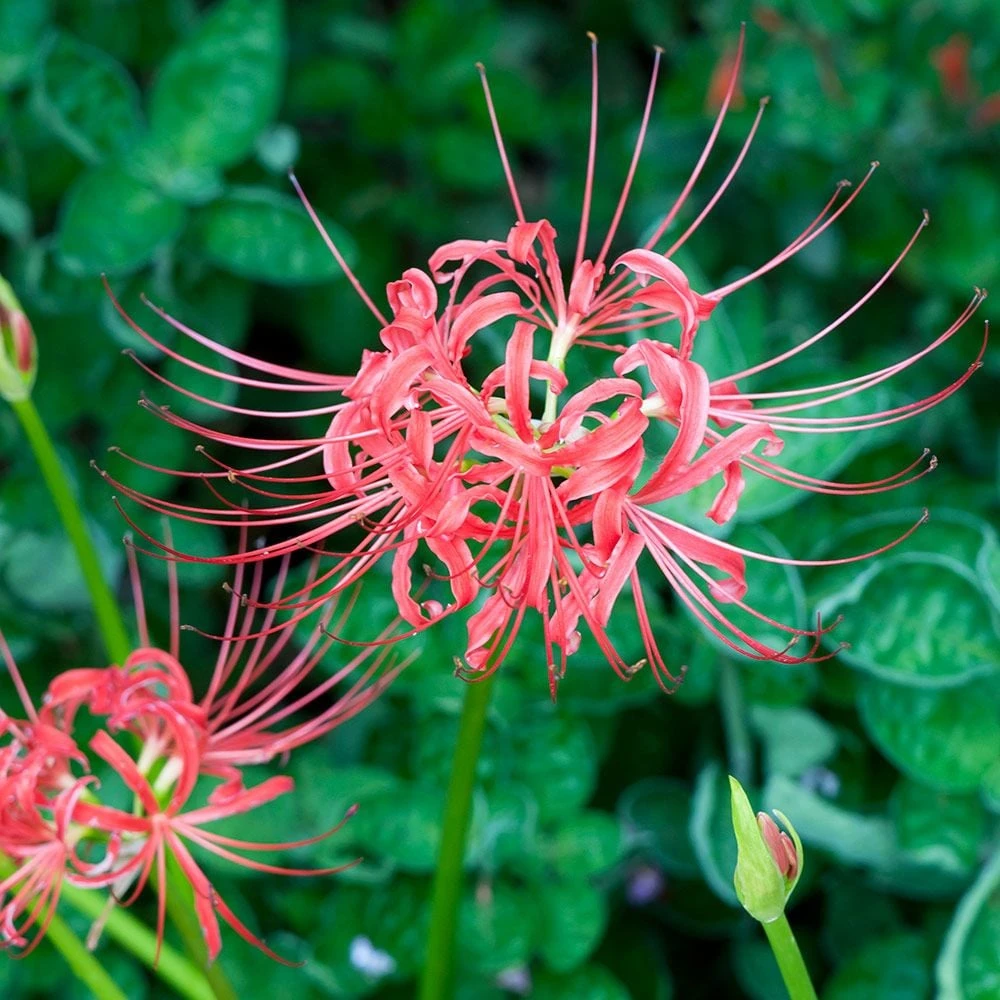 Lycoris Radiata 1 Lycoris Radiata