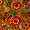 Helenium Autumnale Mariachi™ 'Fuego'