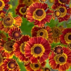 Helenium Autumnale Mariachi™ 'Fuego'