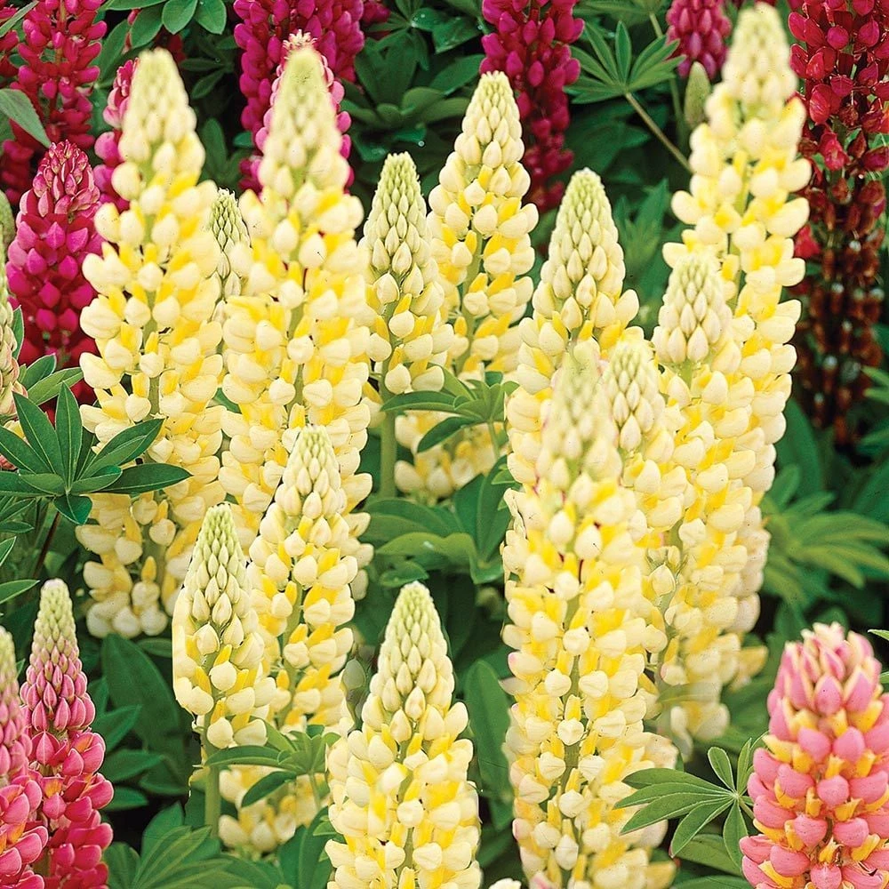 Lupinus 'Chandelier' 1 Lupinus 'Chandelier'