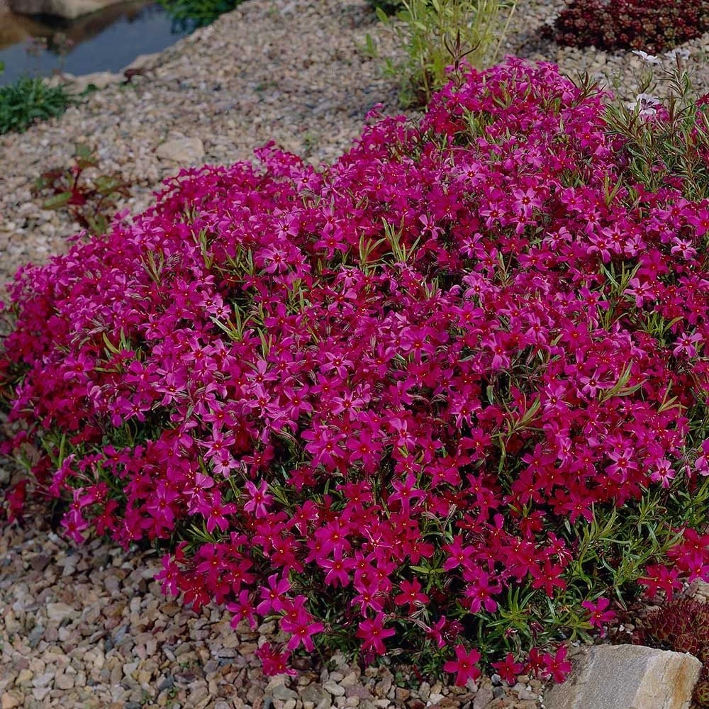Phlox Subulata 'Scarlet Flame' 1 Phlox Subulata 'Scarlet Flame'
