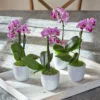 Mini Orchid Quartet In 3" White Ceramic Cachepots