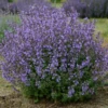 Nepeta X Faassenii 'Kitten Around'