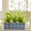 Boston Fern Trio In Ceramic Planter