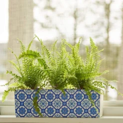 Boston Fern Trio In Ceramic Planter