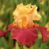 Iris Germanica 'Frimousse'