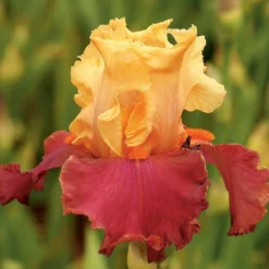 Iris Germanica 'Frimousse'