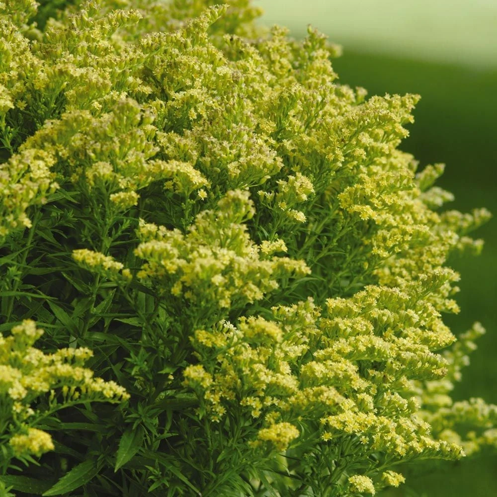 Solidago Little Lemon® 1 Solidago Little Lemon®