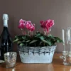 Cyclamen Fantasia® Deep Magenta, 2 Pots In Gray Metal Basket