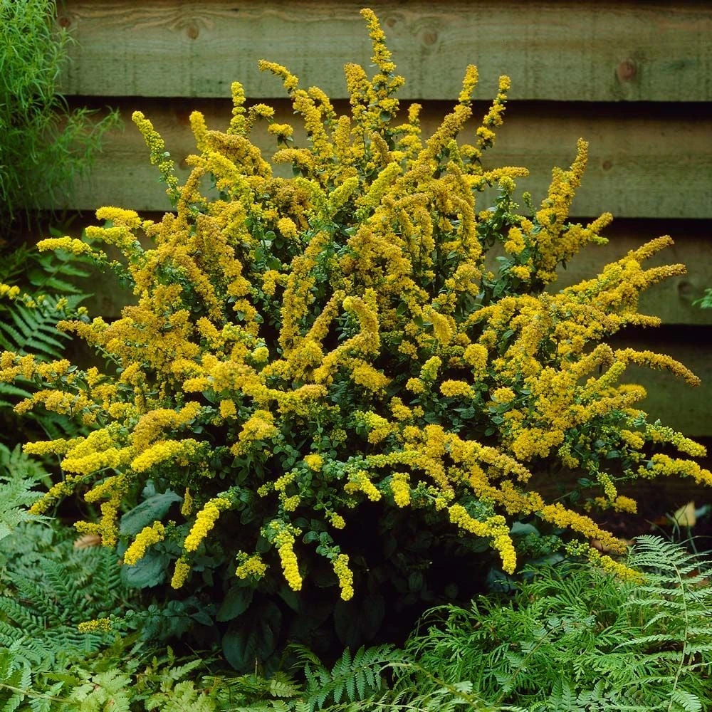 Solidago Sphacelata 'Golden Fleece' 1 Solidago Sphacelata 'Golden Fleece'