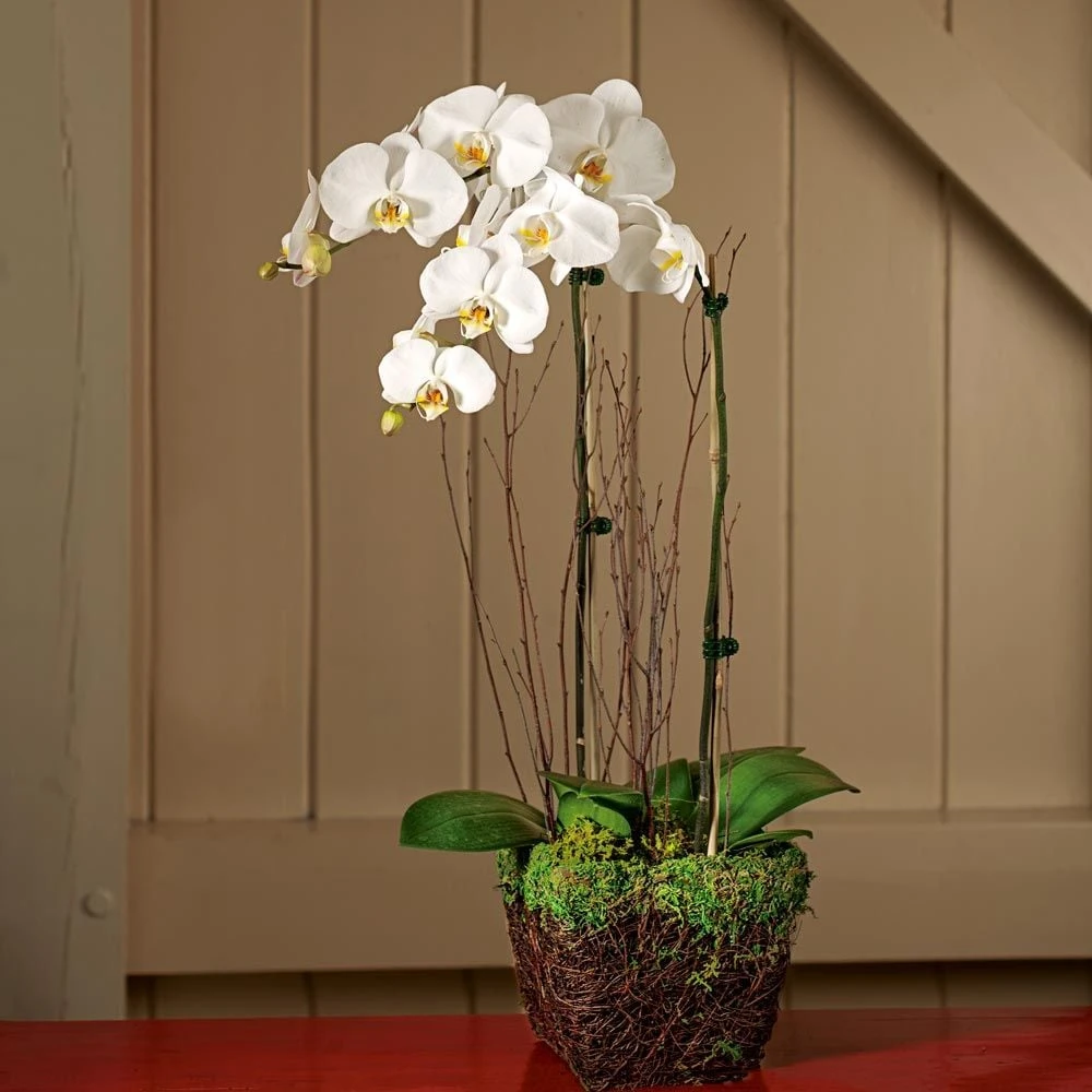 White Moth Orchids In 6½" Basket 1 White Moth Orchids In 6½" Basket