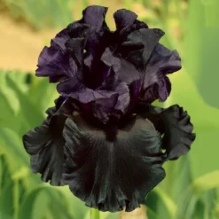 Iris Germanica 'Raven Girl'