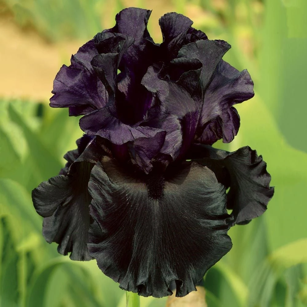 Iris Germanica 'Raven Girl' 1 Iris Germanica 'Raven Girl'