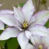 Clematis Samaritan Jo™ Boulevard®