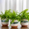 Boston Fern Trio In Sanya Bay Cachepots