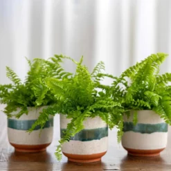 Boston Fern Trio In Sanya Bay Cachepots