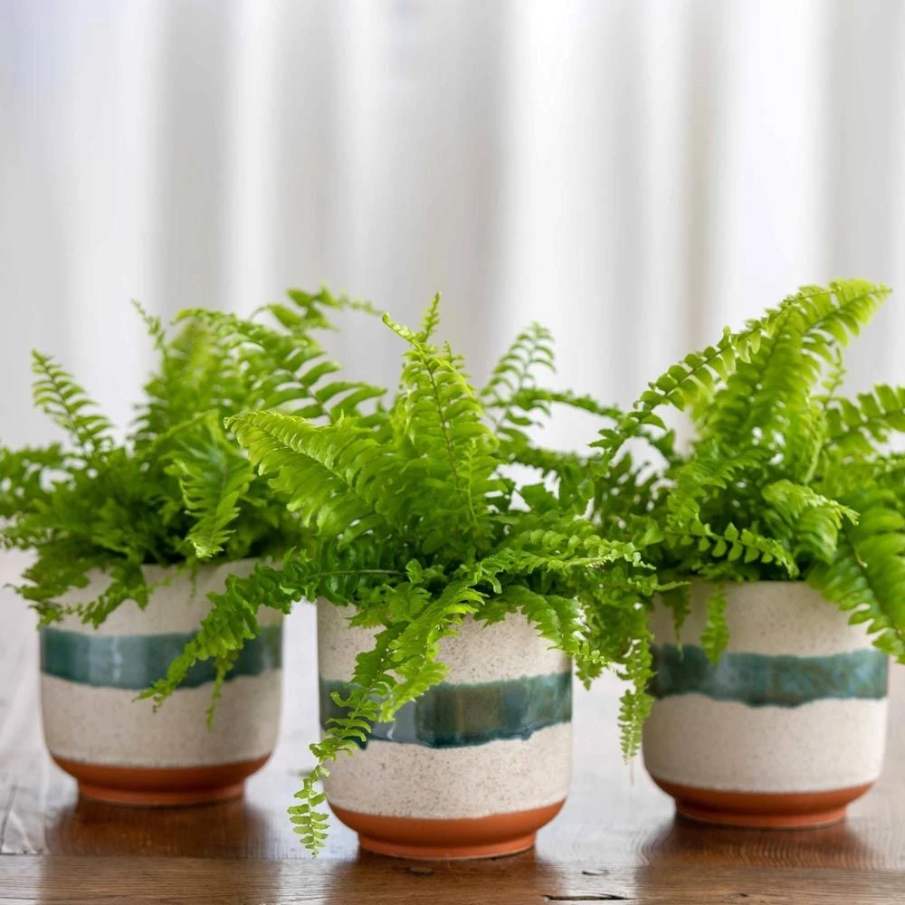 Boston Fern Trio In Sanya Bay Cachepots 1 Boston Fern Trio In Sanya Bay Cachepots