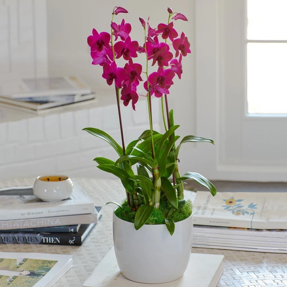 Deep Pink Dendrobium Orchids In Ceramic Cachepot 1 Deep Pink Dendrobium Orchids In Ceramic Cachepot