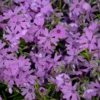 Phlox Subulata 'Purple Beauty'