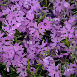 Phlox Subulata 'Purple Beauty'