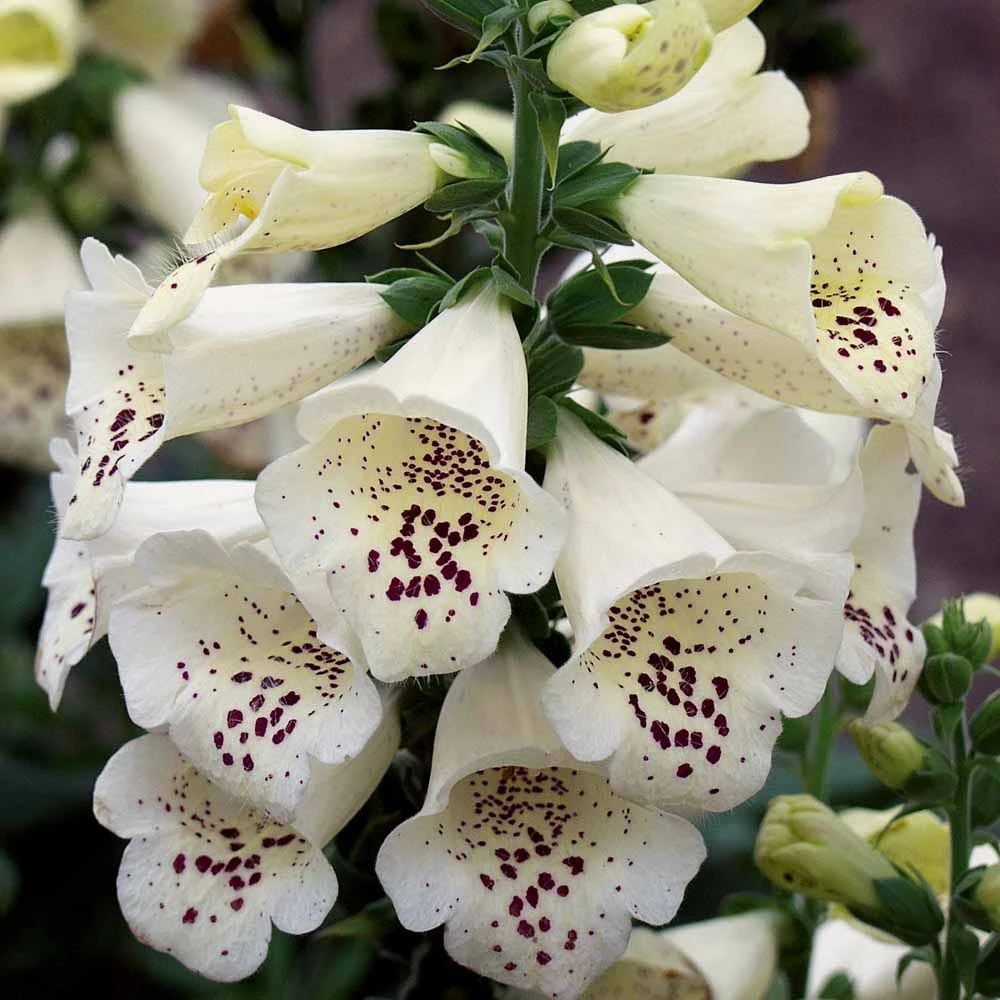 Digitalis Purpurea 'Candy Mountain White' 1 Digitalis Purpurea 'Candy Mountain White'