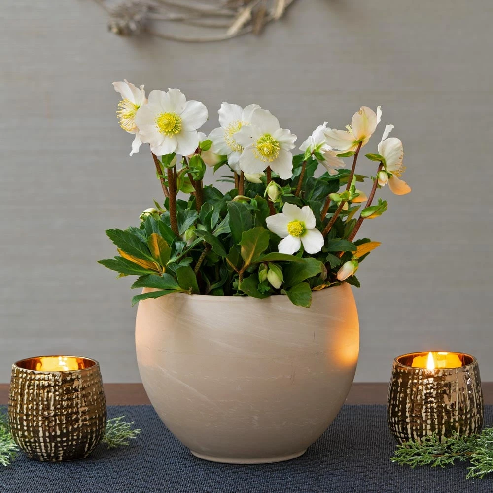 Christmas Rose In Cream Ceramic Cachepot 1 Christmas Rose In Cream Ceramic Cachepot