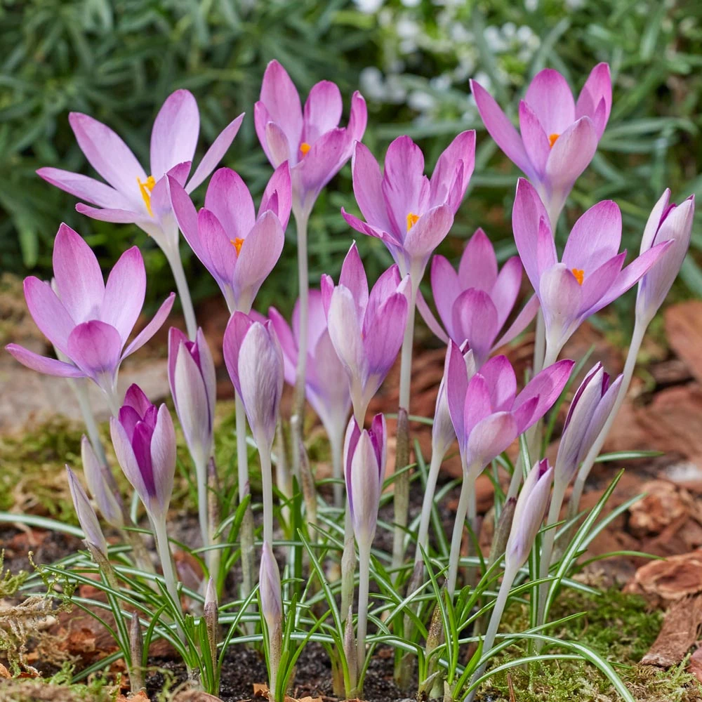 Crocus Tommasinianus 'Roseus' 1 Crocus Tommasinianus 'Roseus'