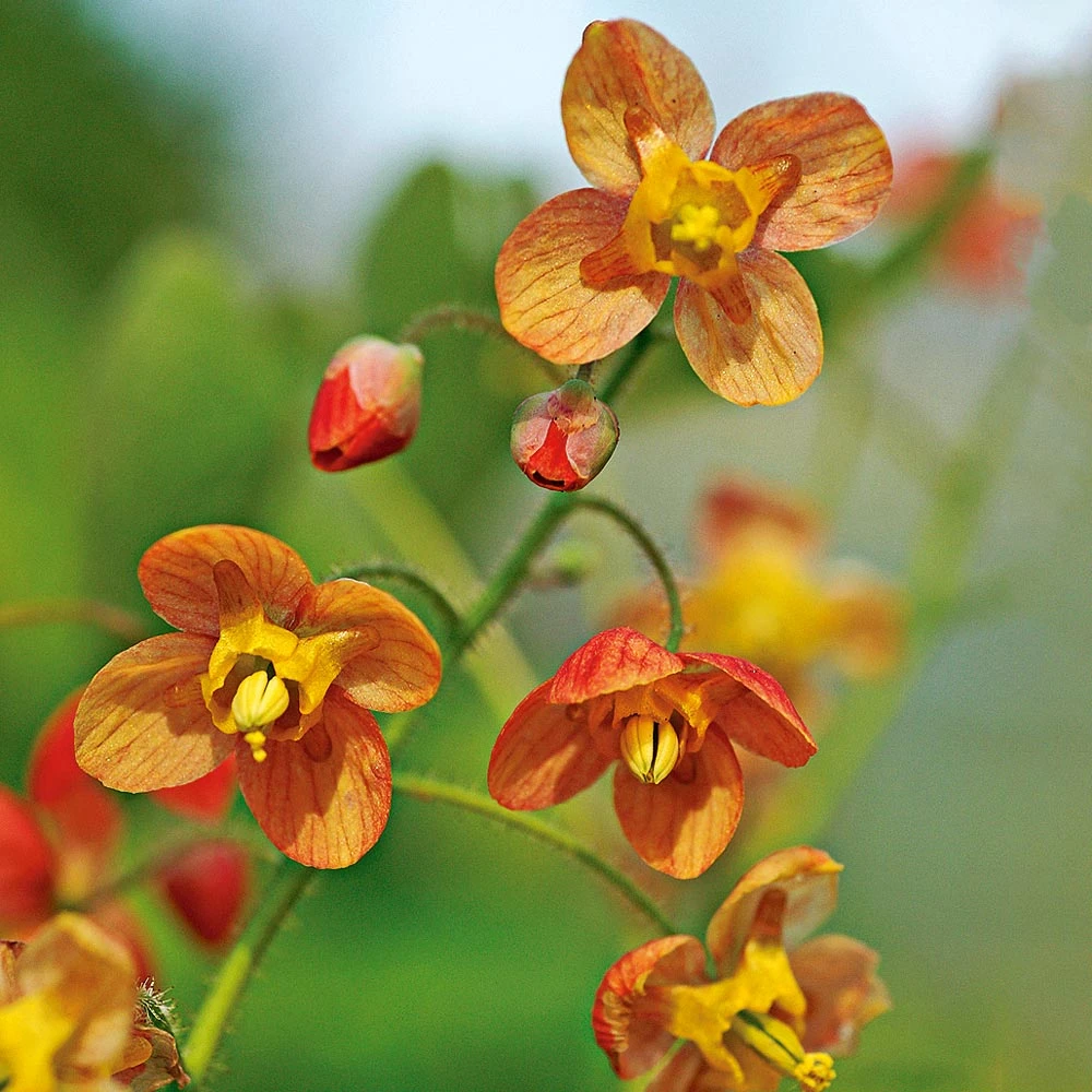 Epimedium X Warleyense 'Orange Queen' 1 Epimedium X Warleyense 'Orange Queen'