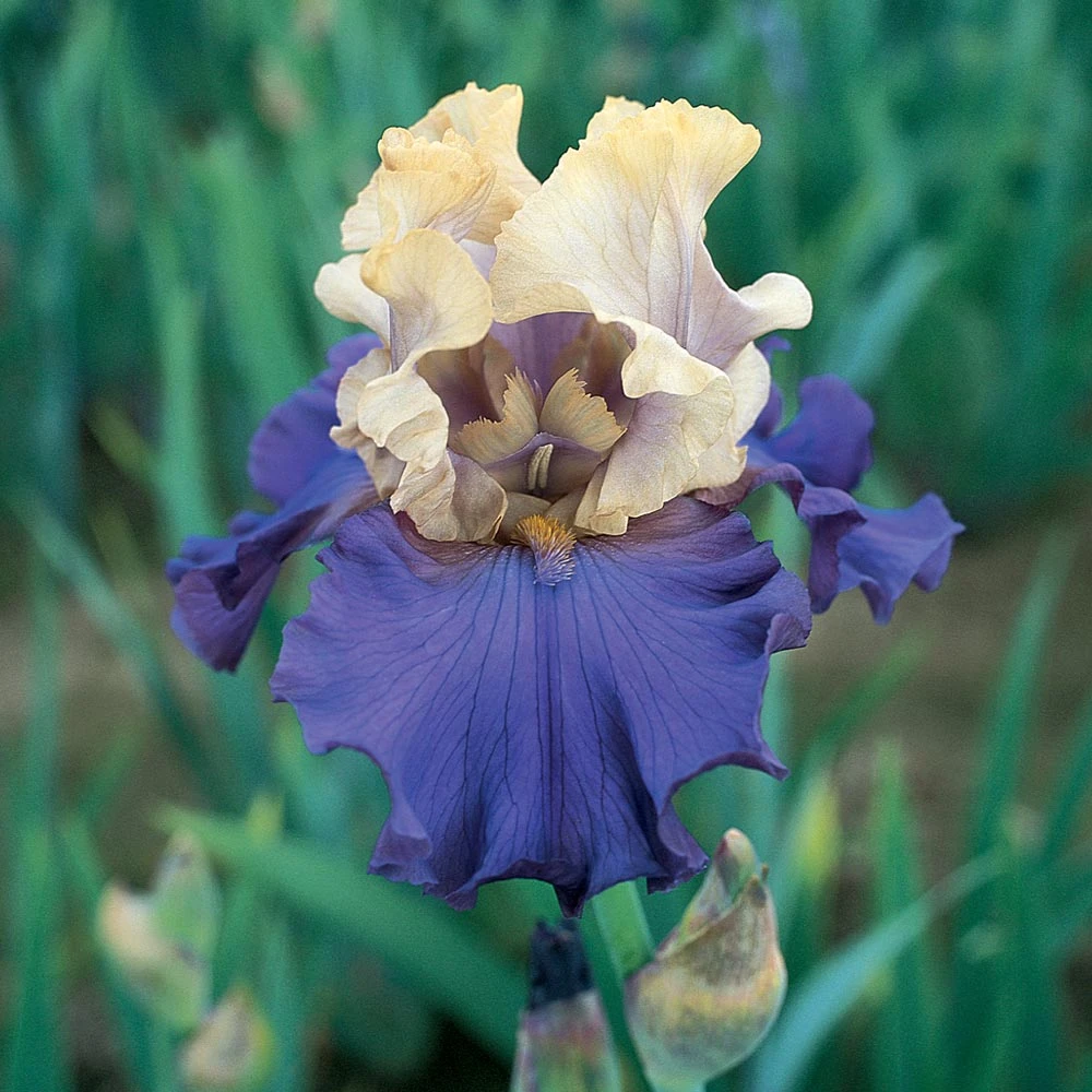 Iris Germanica 'Recurring Delight' - Reblooming 1 Iris Germanica 'Recurring Delight' - Reblooming
