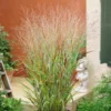 Ornamental Grass: Panicum Virgatum 'Shenandoah'