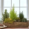 Indoor Evergreen Garden