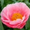 Peony 'Salmon Dream'