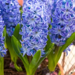 Hyacinthus Orientalis 'Aqua'