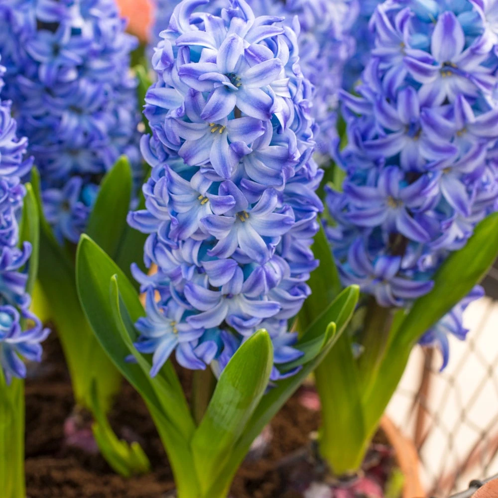 Hyacinthus Orientalis 'Aqua' 1 Hyacinthus Orientalis 'Aqua'