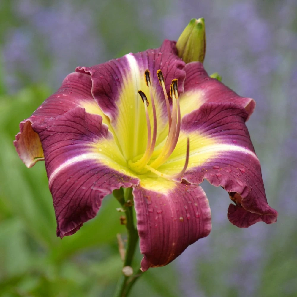 Hemerocallis (Daylily) 'Thank Your Lucky Stars' - Reblooming 1 Hemerocallis (Daylily) 'Thank Your Lucky Stars' - Reblooming