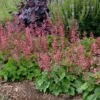 Heuchera 'Berry Timeless'