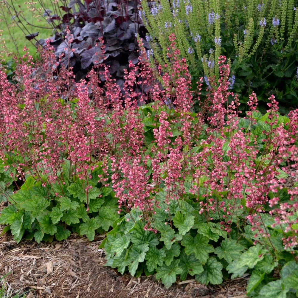 Heuchera 'Berry Timeless' 1 Heuchera 'Berry Timeless'