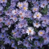 Symphyotrichum 'Wood's Blue'