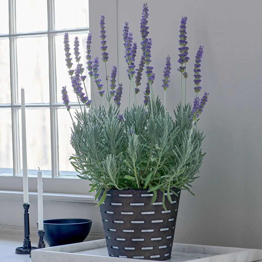 Lavender 'Goodwin Creek Grey' In Black Metal Cachepot 1 Lavender 'Goodwin Creek Grey' In Black Metal Cachepot