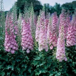 Delphinium Elatum 'Million Dollar Blush'