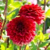 Dahlia 'Red Runner'