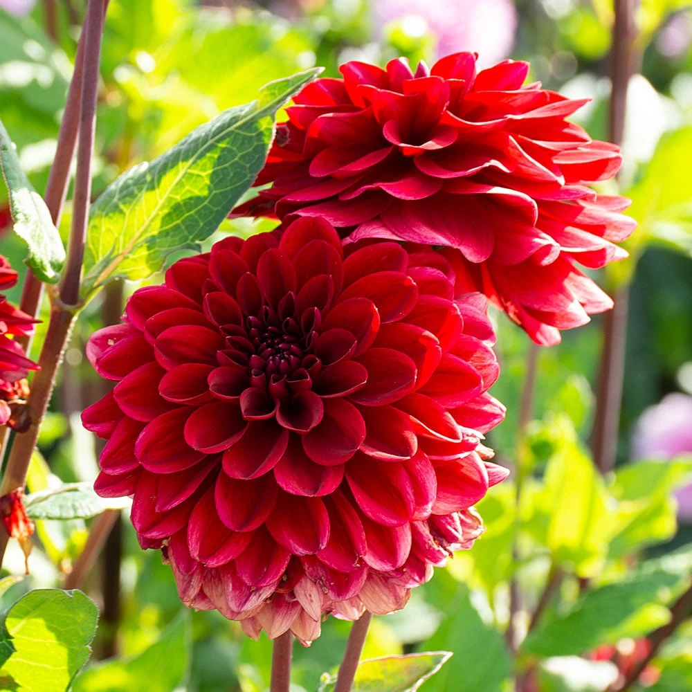 Dahlia 'Red Runner' 1 Dahlia 'Red Runner'
