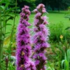 Liatris Spicata