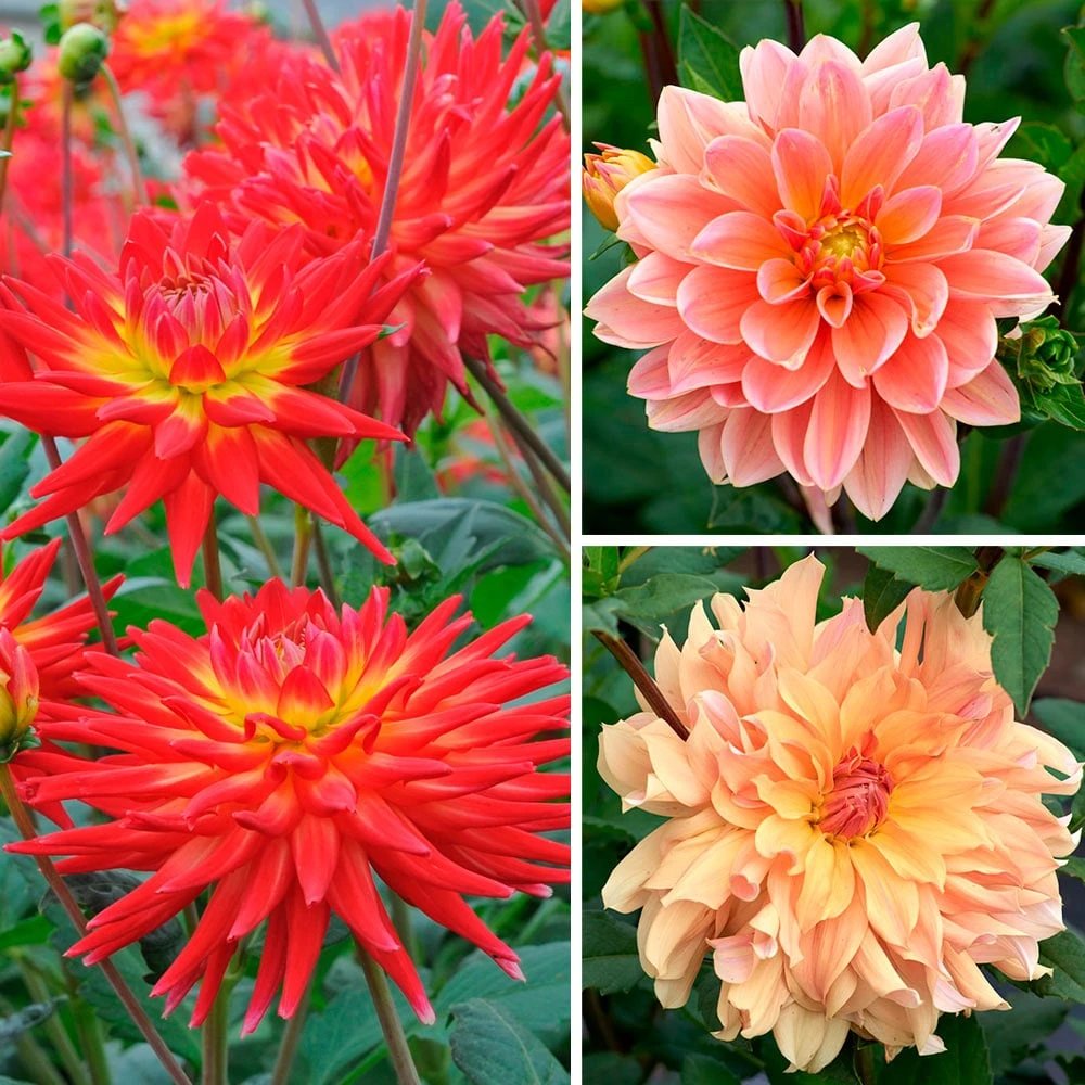 Fireworks Dahlia Trio Collection 1 Fireworks Dahlia Trio Collection