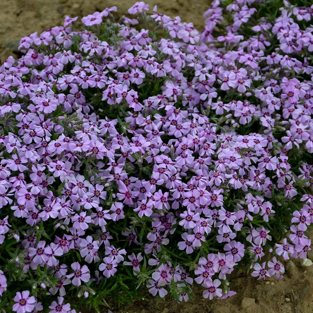 Phlox Subulata 'Eye Candy' 1 Phlox Subulata 'Eye Candy'