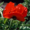 Papaver Orientale 'Marcus Perry'