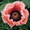 Papaver Orientale 'Petticoat'