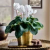 Cyclamen Halios® Pure White In Gold-toned Ceramic Cachepot