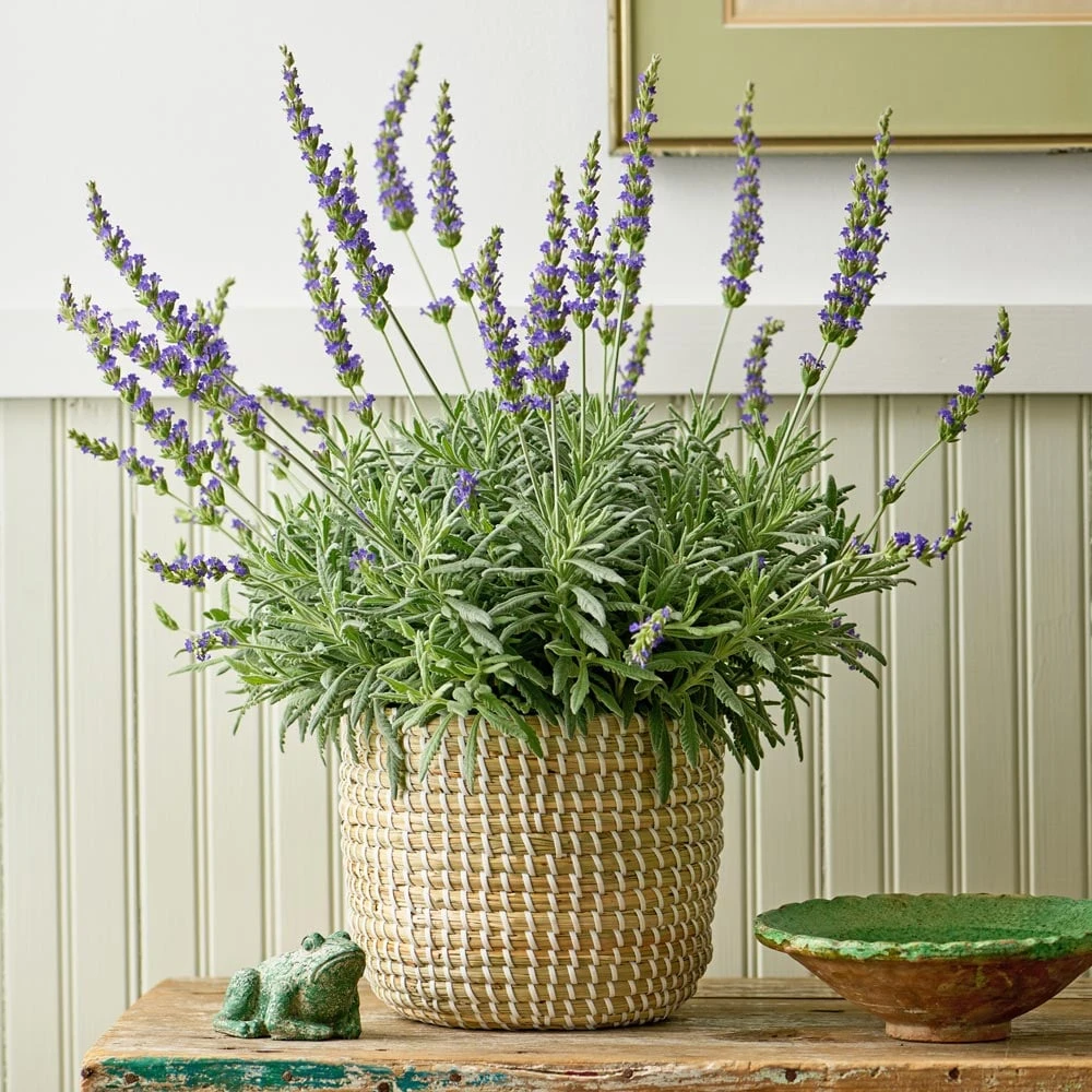 Lavender 'Goodwin Creek Grey' In Seagrass Basket 1 Lavender 'Goodwin Creek Grey' In Seagrass Basket